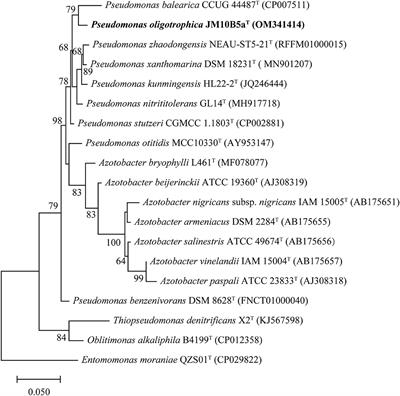 Pseudomonas oligotrophica sp. nov., a Novel Denitrifying Bacterium Possessing Nitrogen Removal Capability Under Low Carbon–Nitrogen Ratio Condition